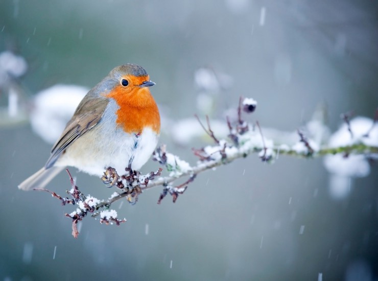 Un pettirosso su di un ramo in inverno