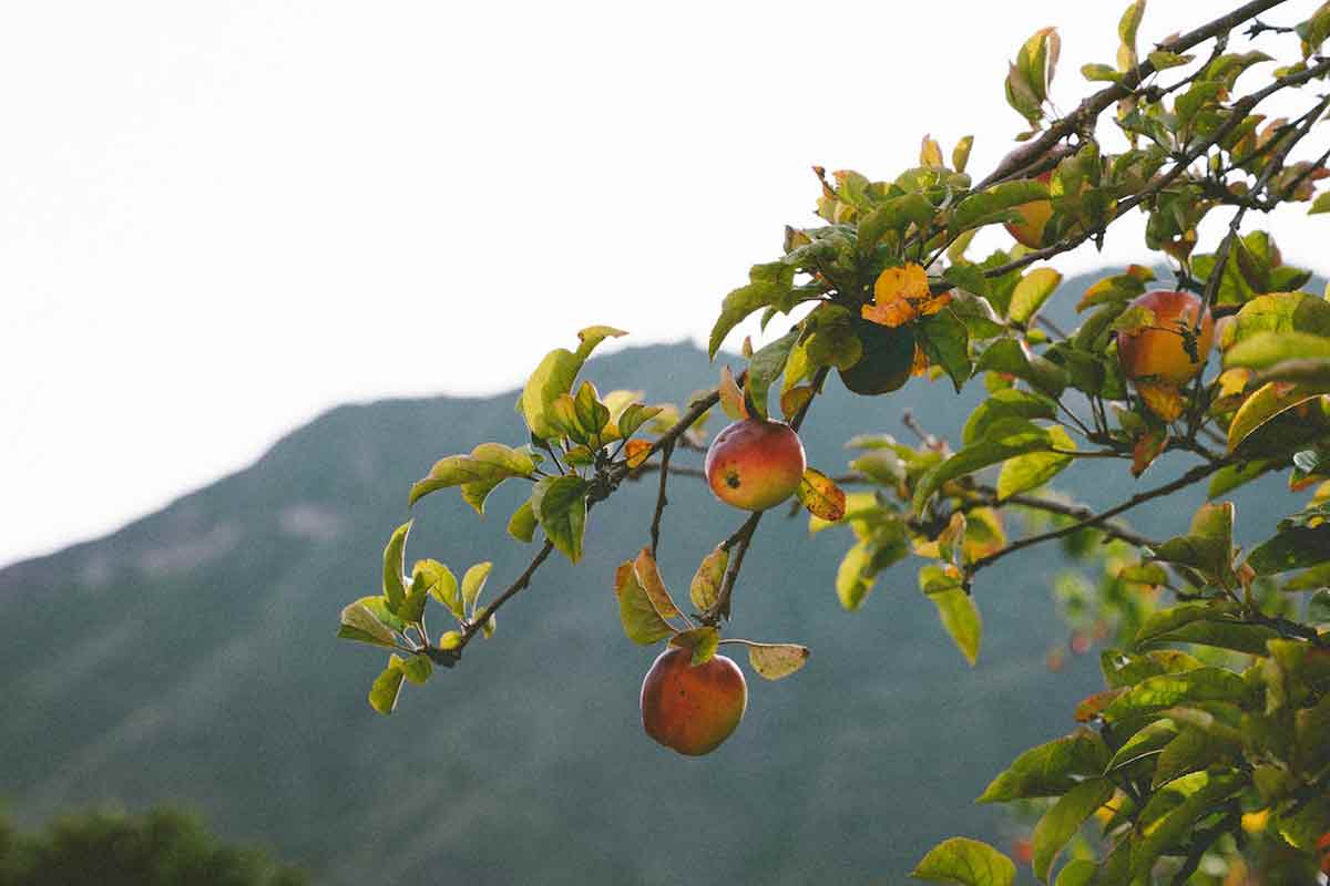 mele di montagna