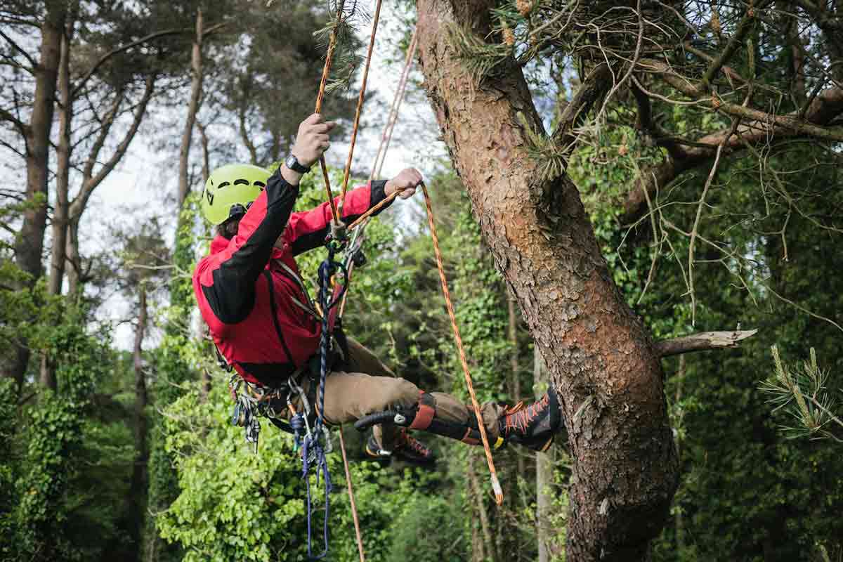 tree climbing