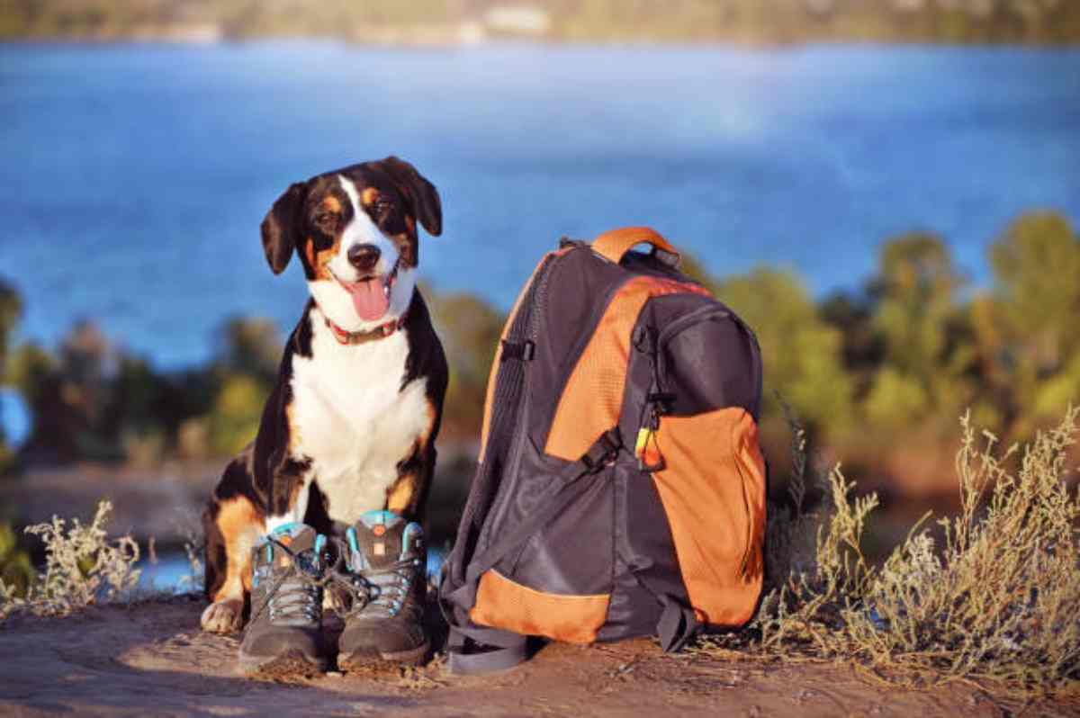 Cos'è il dog trekking