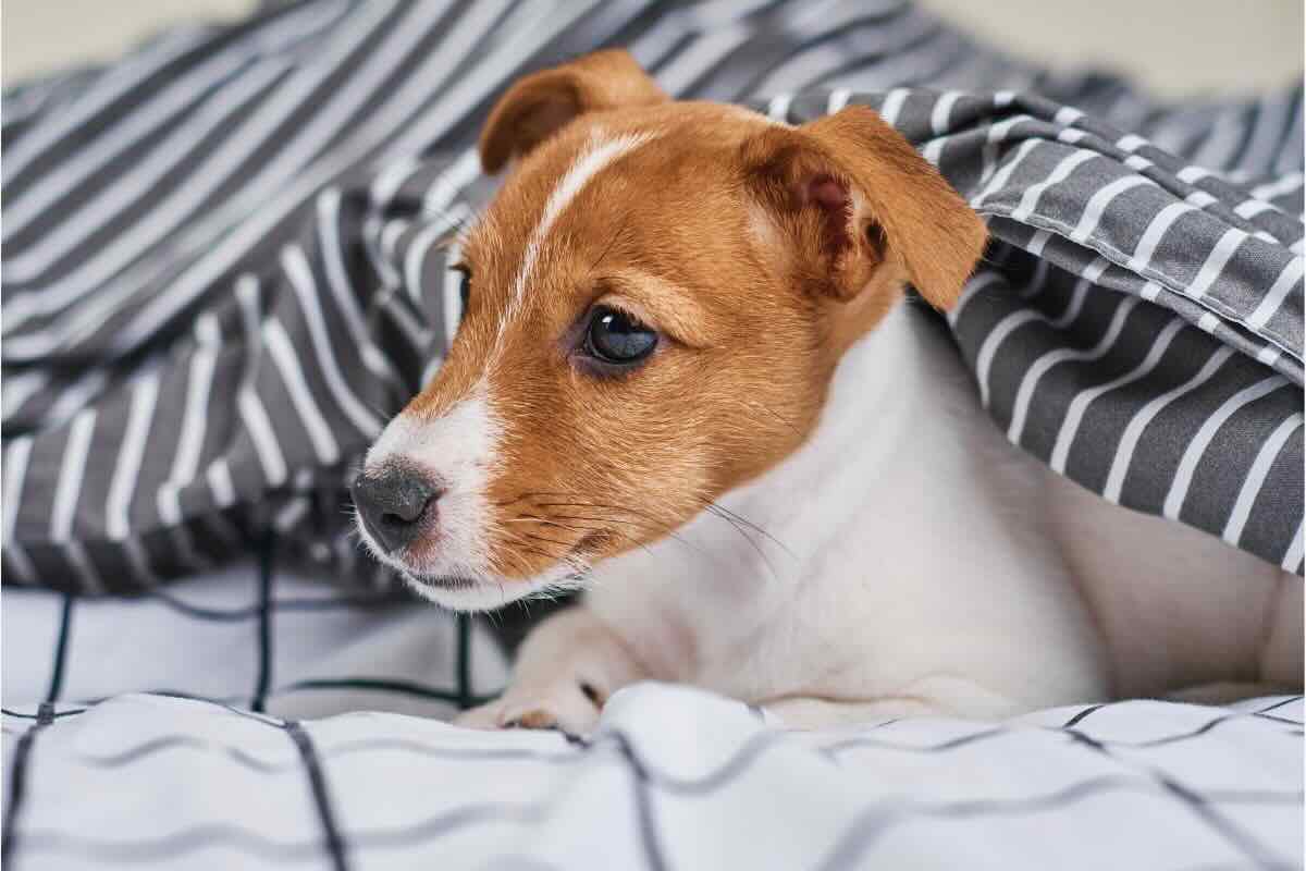 Perché il cane dorme nel letto