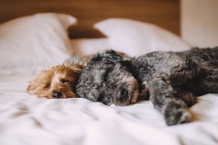 Cane: come gestirlo se dorme nel letto