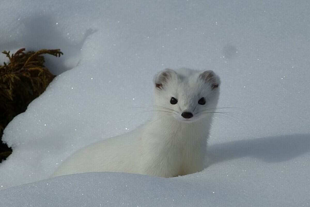 ermellino bianco tra la neve