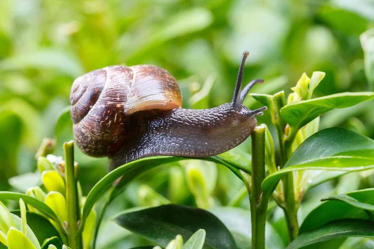 I migliori rimedi contro le lumache e tenerle lontane