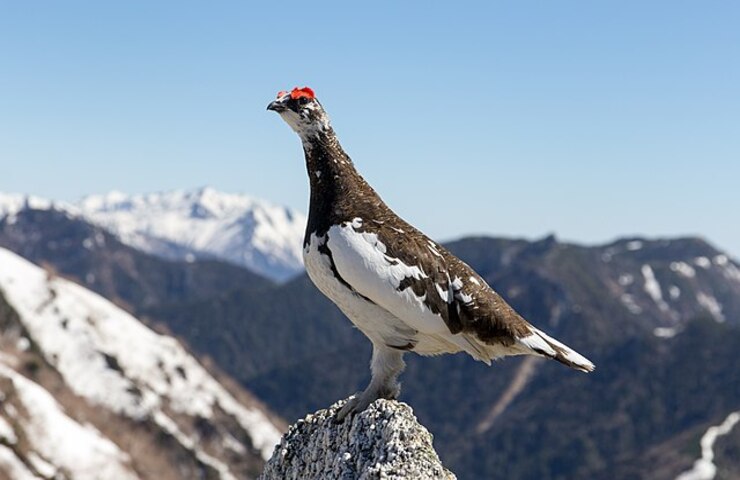 la pernice si camuffa in montagna