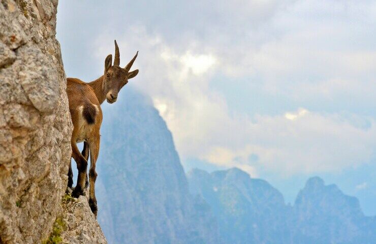 stambecco arrampicato sulla montagna