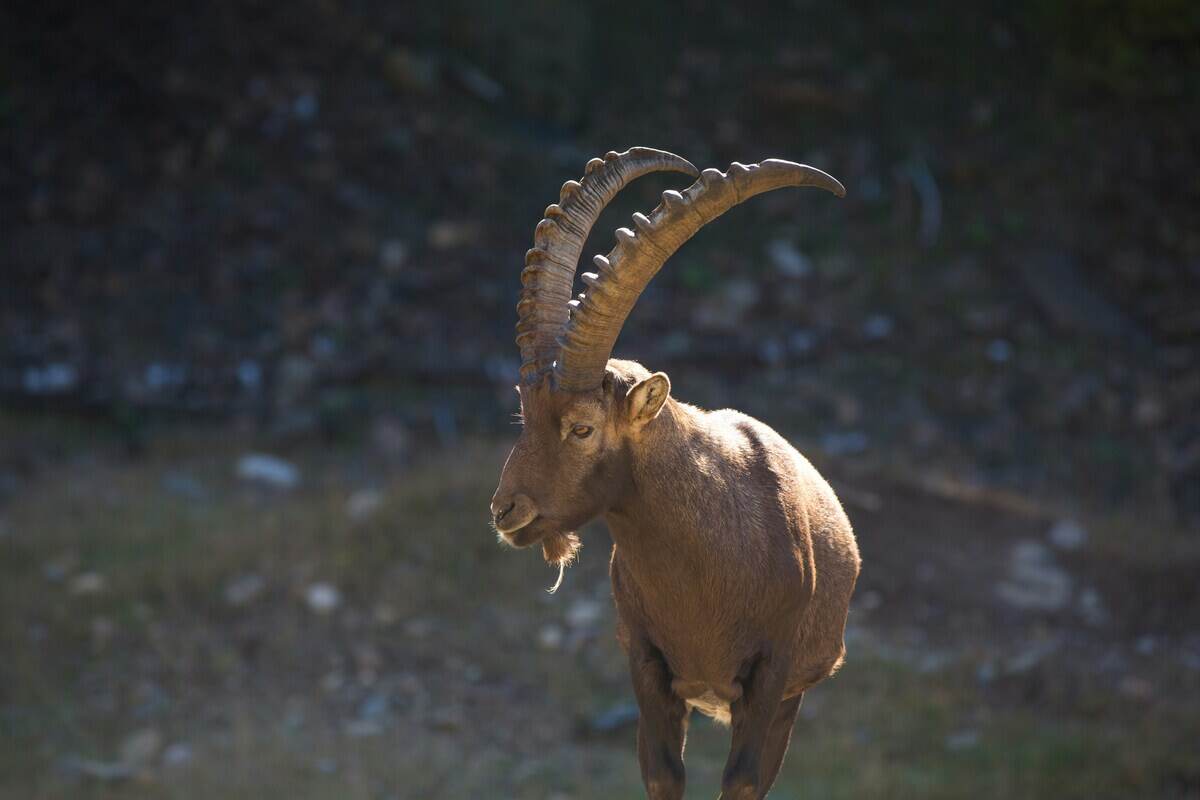 Lo stambecco alpino