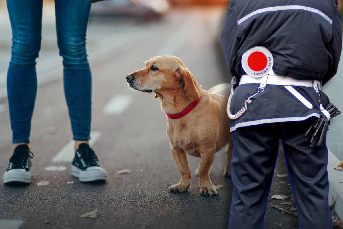 Passeggiata col cane quando si rischia la multa