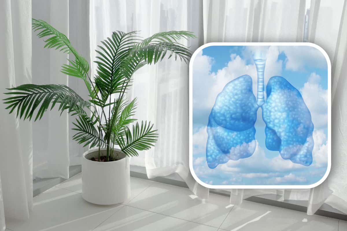 Migliori piante da interno per purificare l'aria