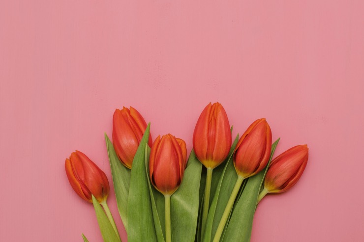 Tulipani in vaso, i passaggi per piantarli 