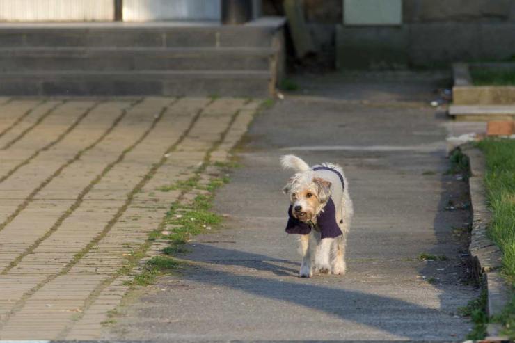 Cane senza guinzaglio  multa