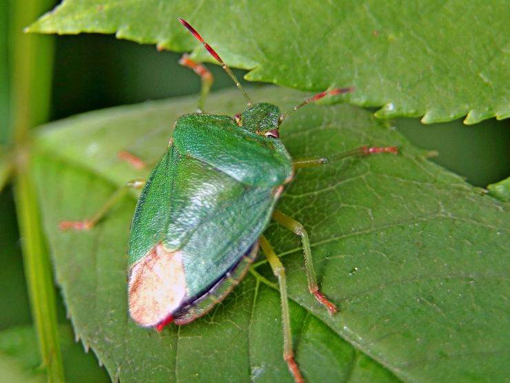 rimedio naturale per allontanare le cimici