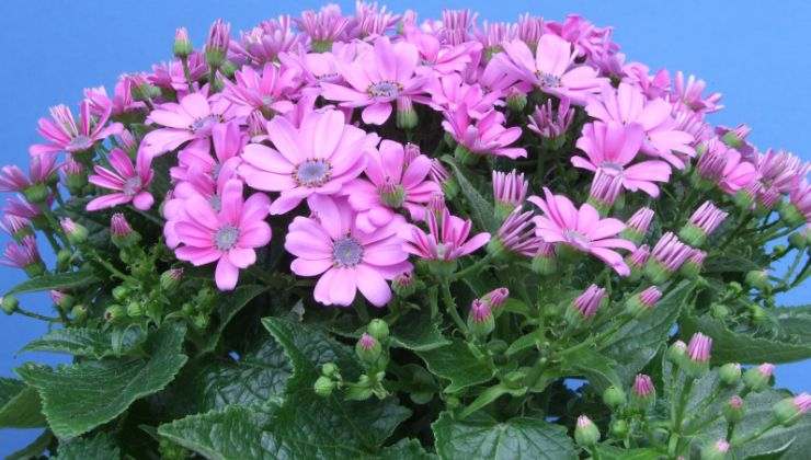 Come coltivare la cineraria