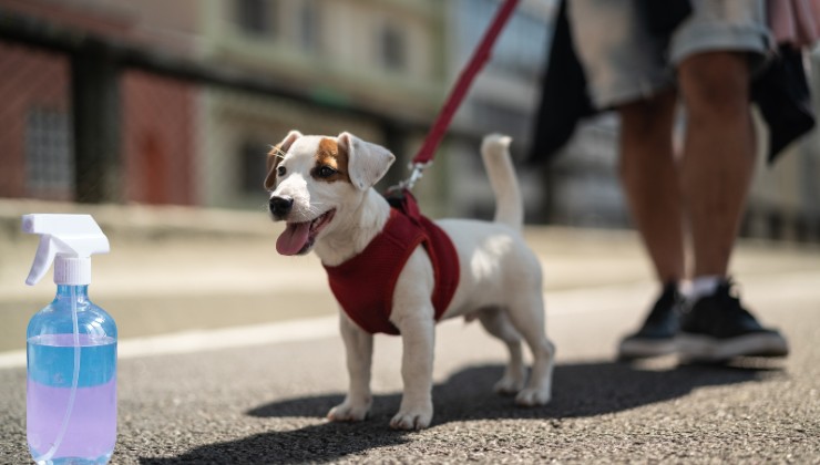 Passeggiata con il cane sanzioni