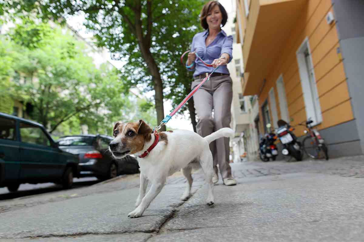 Cani a passeggio nuova regola