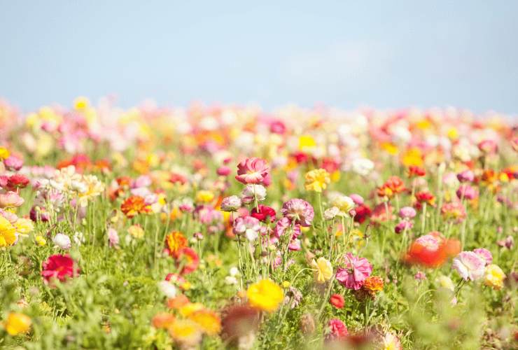 I fiori primaverili perfetti da mettere in balcone