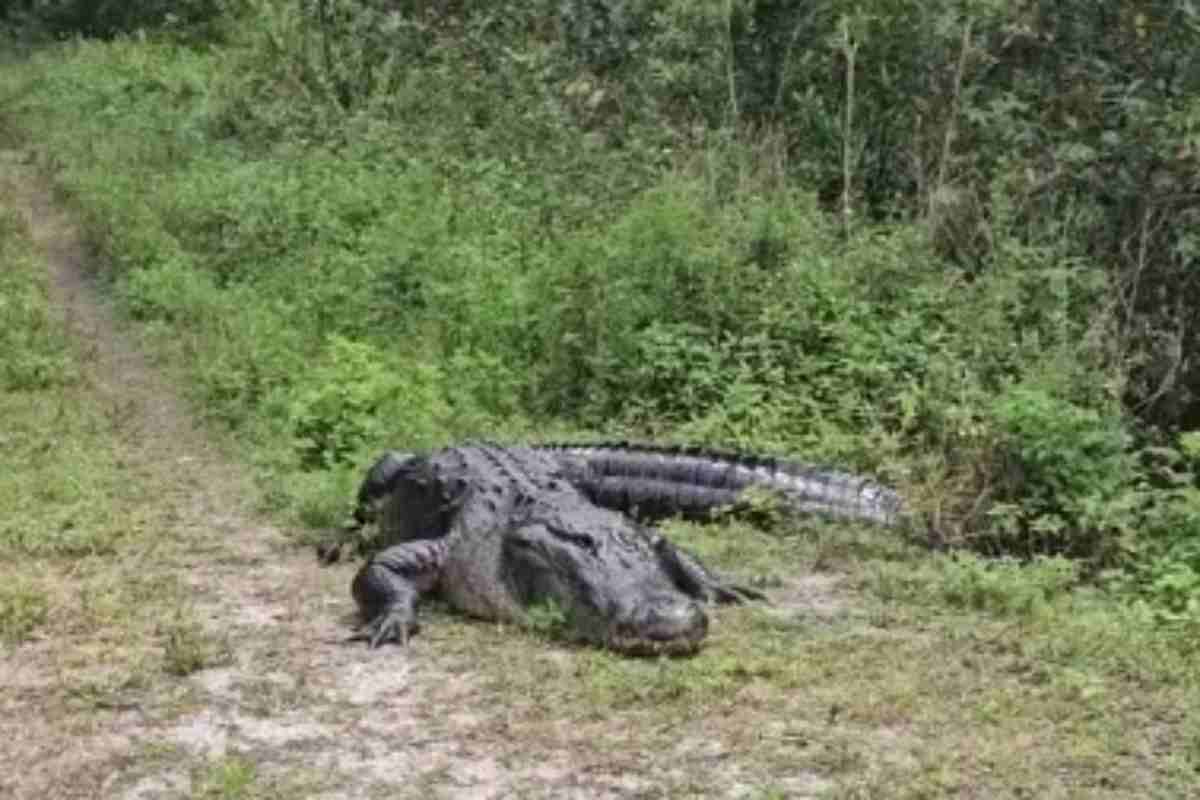 Passeggiata in natura con sorpresa terrificante