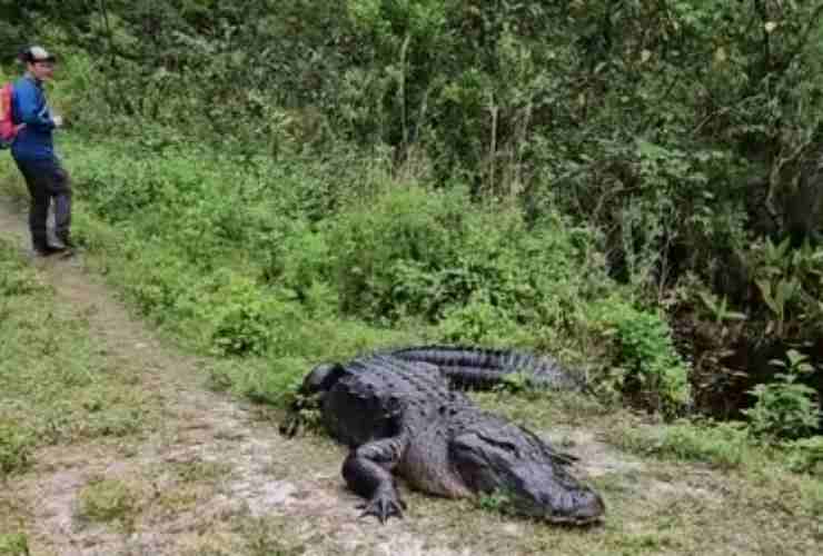 Supera l'alligatore durante una passeggiata in natura