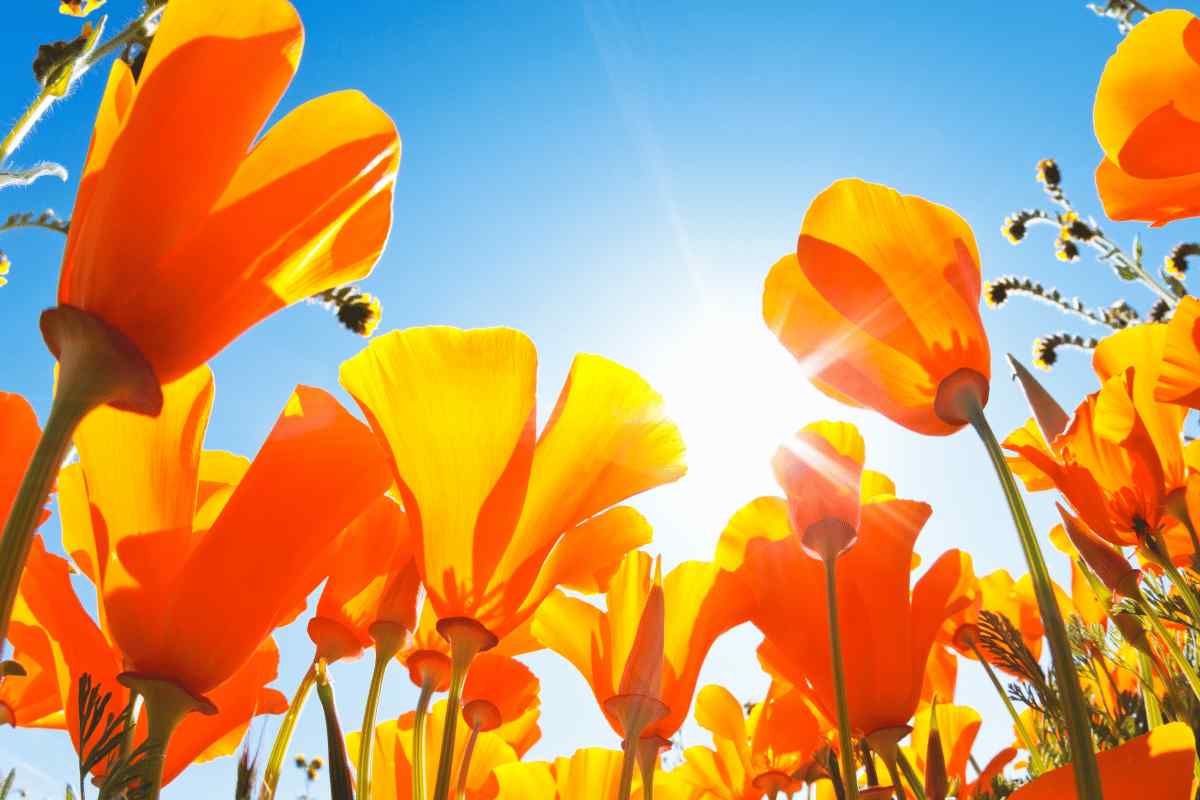 I fiori primaverili perfetti da mettere in balcone