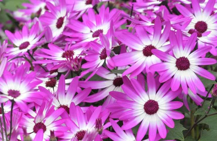 cineraria pianta fiori 