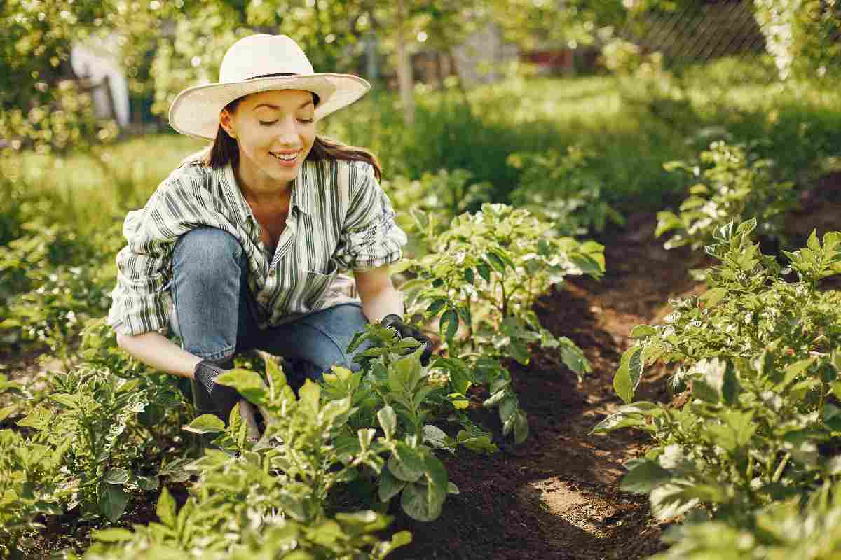 Orto nel giardino