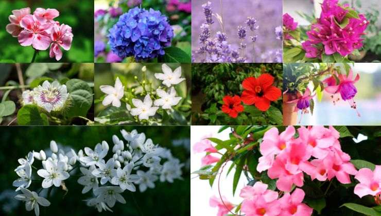 Scelte migliori fiori per il balcone