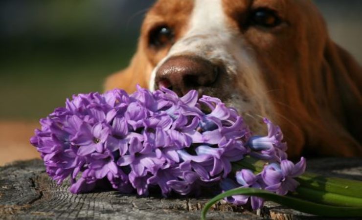 piante e fiori pericolosi per gli animali