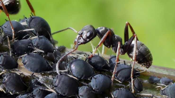 camera invasa da insetti cause rimedi errori da evitare