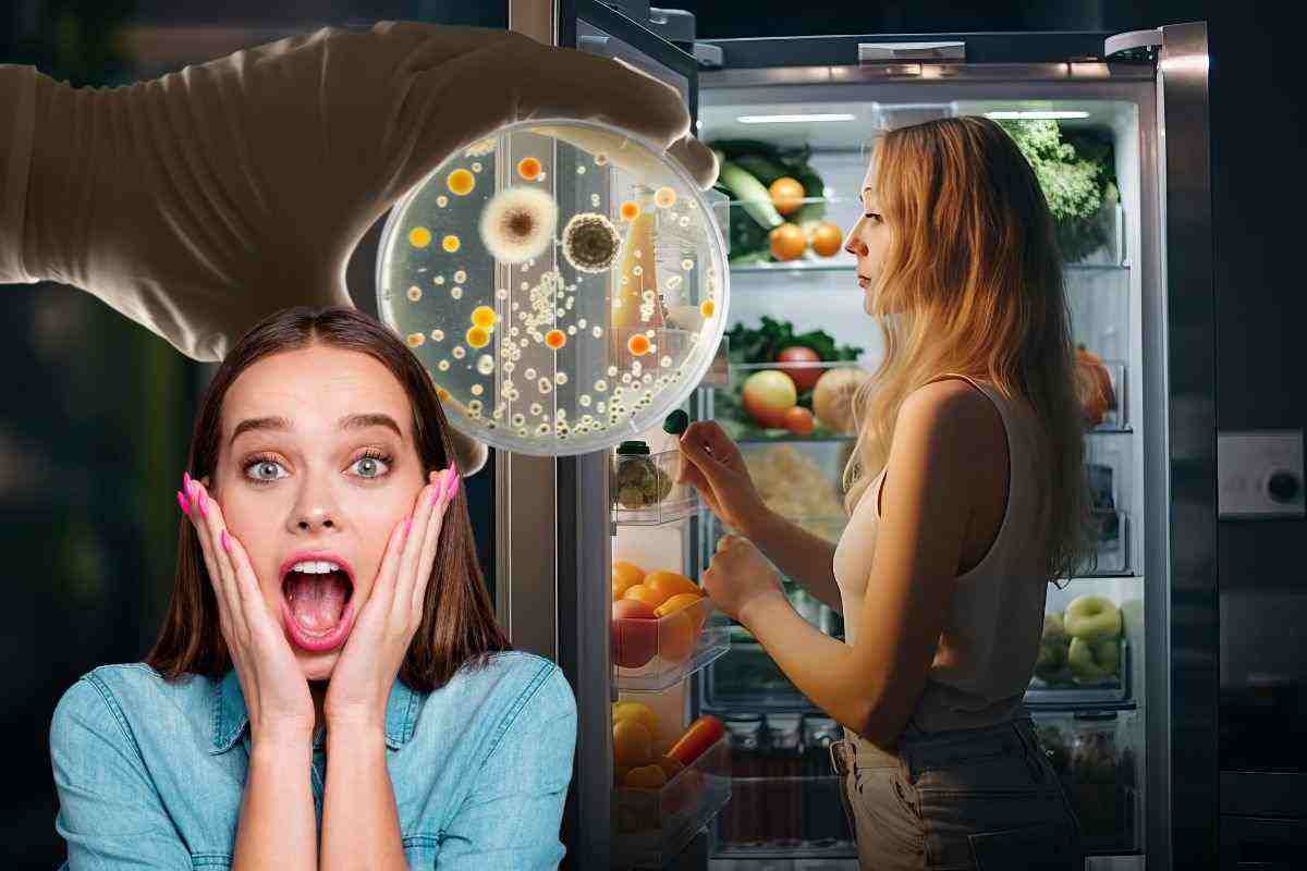 Dove controllare muffe e germi nel frigorifero
