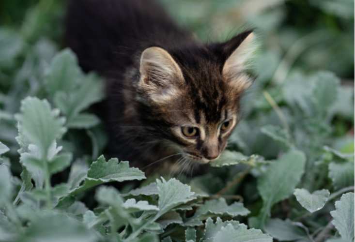 Gatto in mezzo alle piante