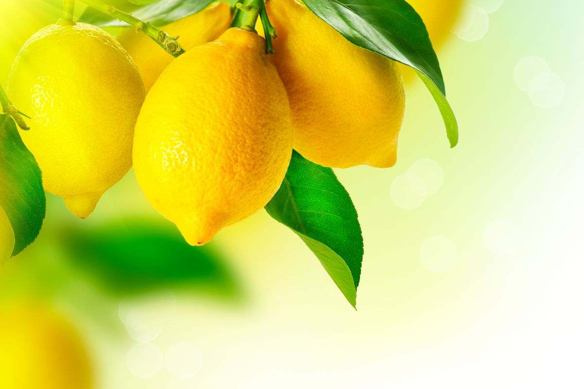 Limoni tossici per la salute