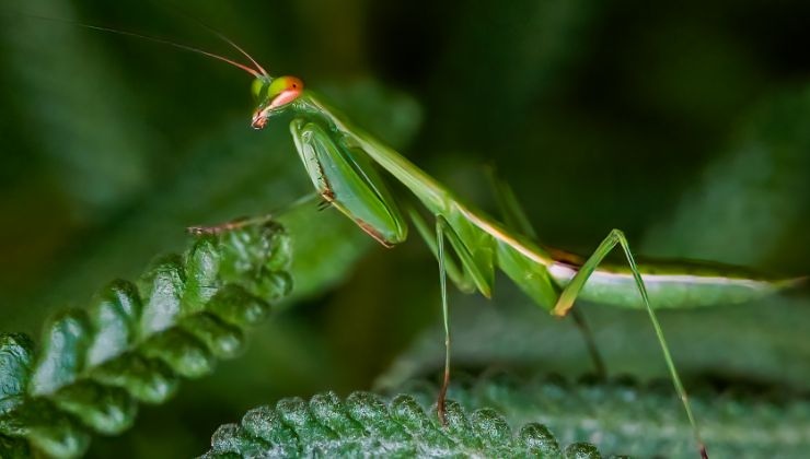 nella sacca cresce la mantide religiosa