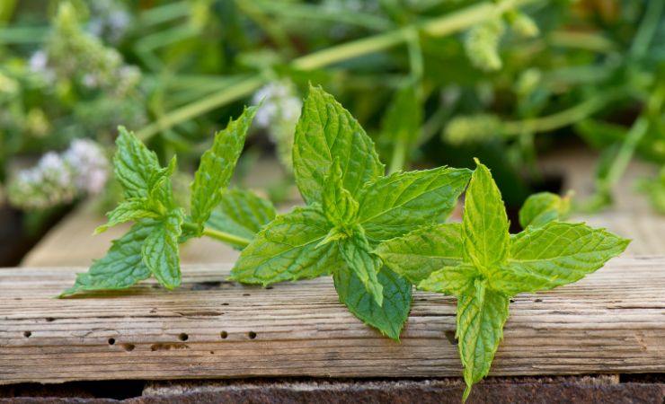 Pianta menta piperita in bagno