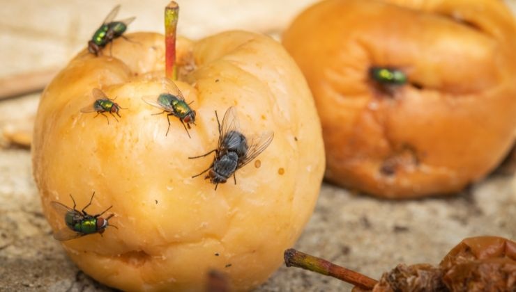 Odori in casa che attraggono le mosche