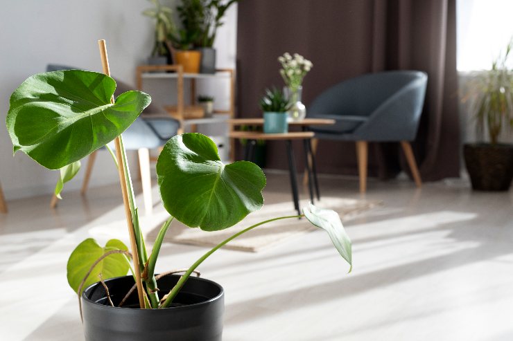 5 piante adatte per il soggiorno