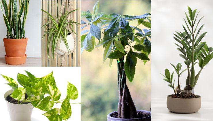 5 piante che non hanno bisogno di cure