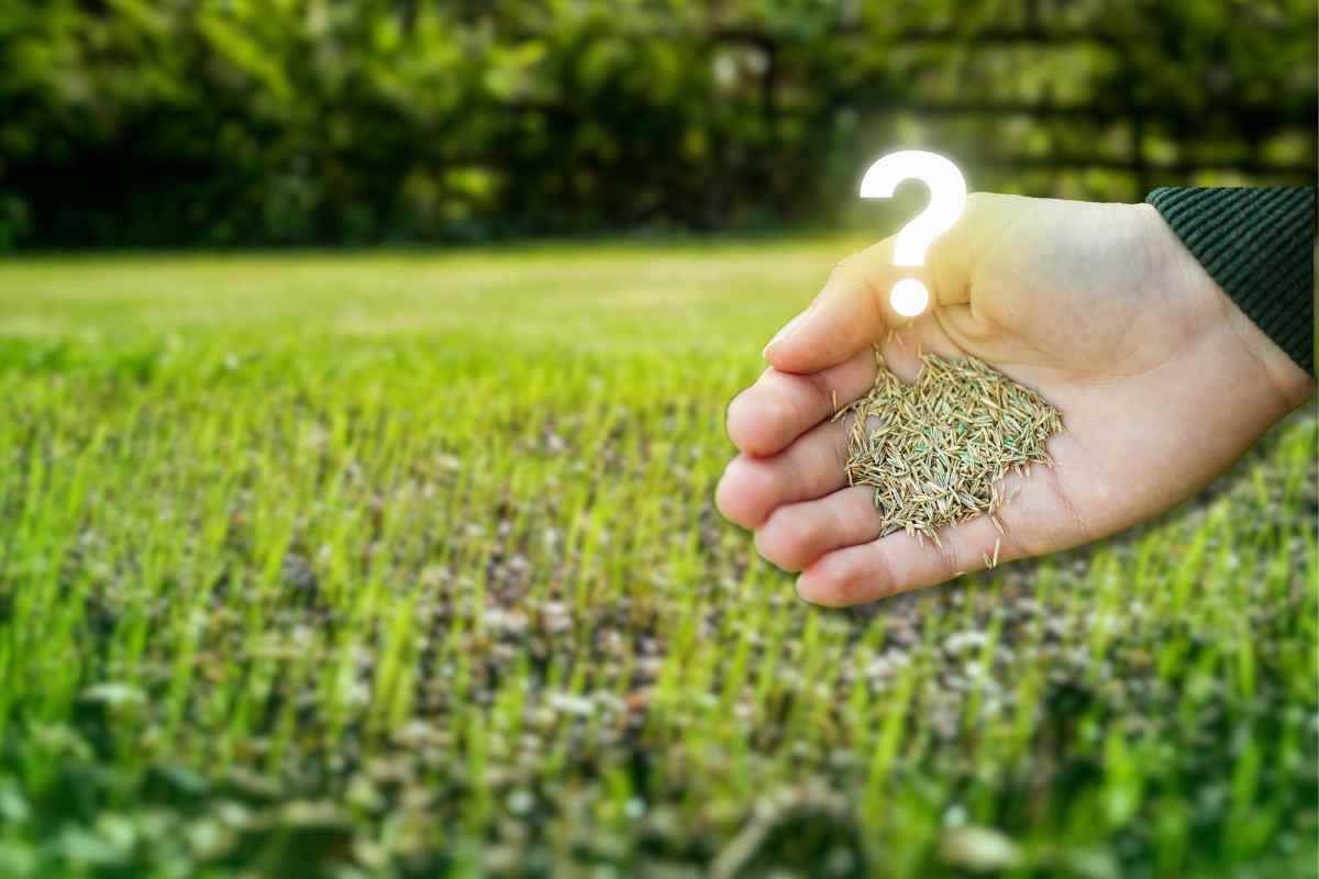 prato in giardino consigli degli esperti