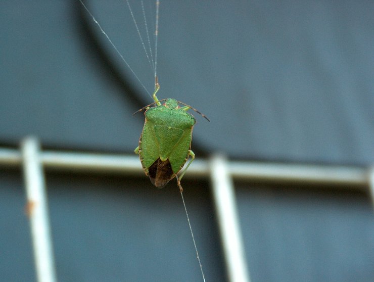 Soluzioni naturali contro le cimici