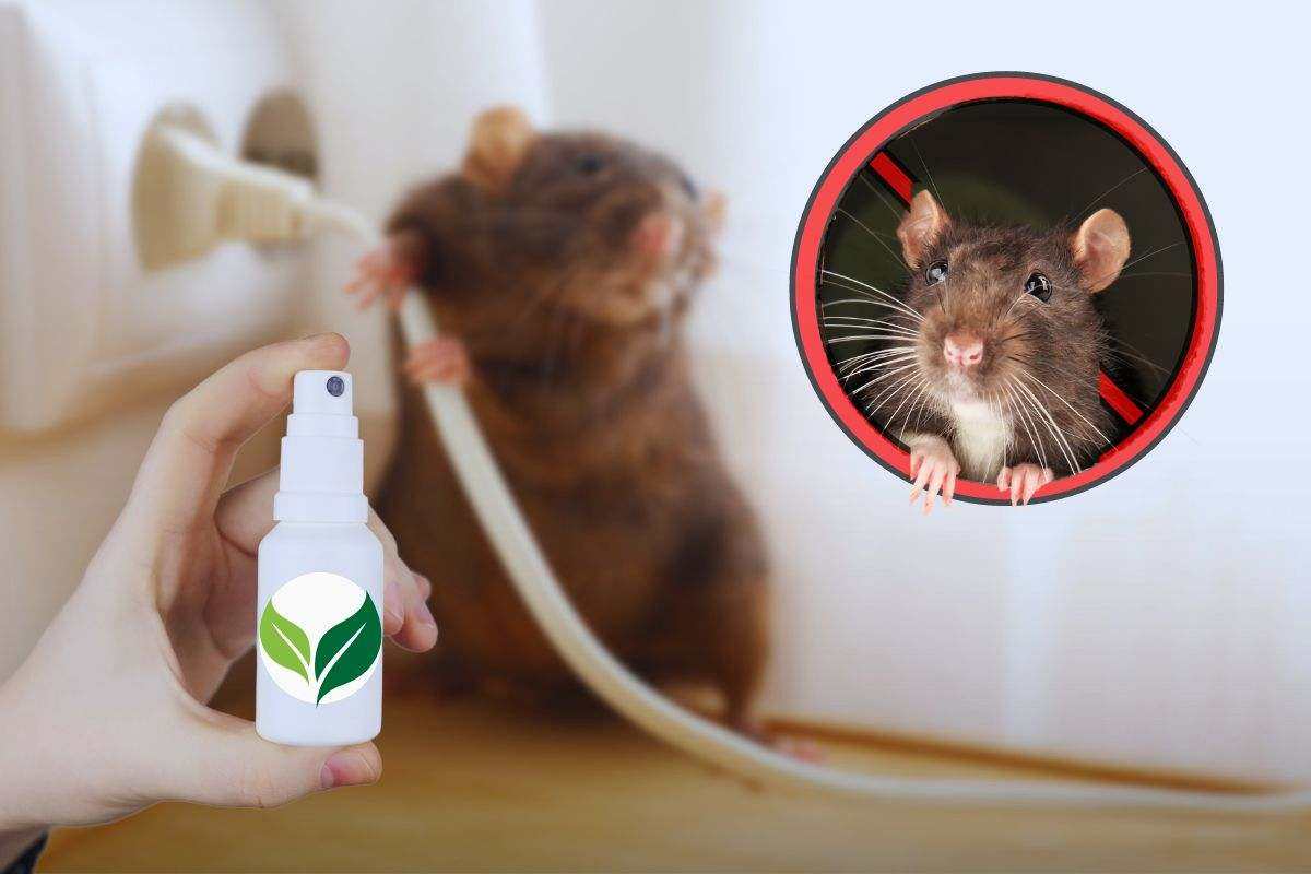 Topi in casa, addio trappole velenose repellenti naturali