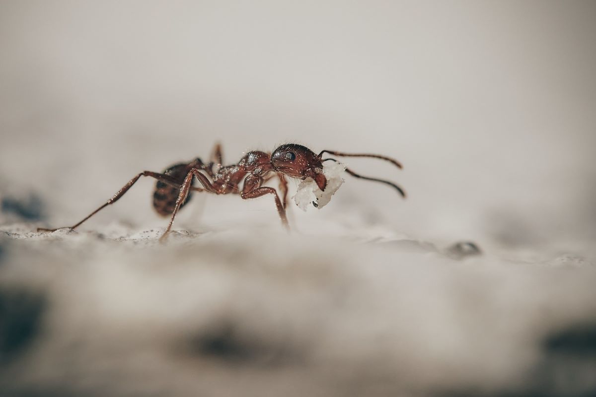 insetti in casa attenzione dettagli causa presenza