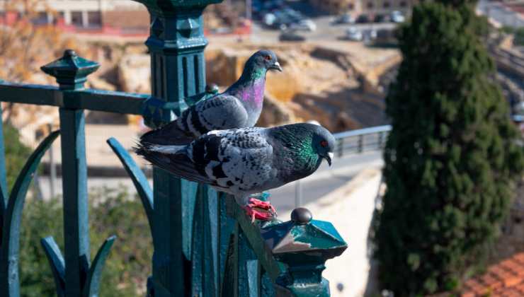 Piccioni, nido sul balcone 