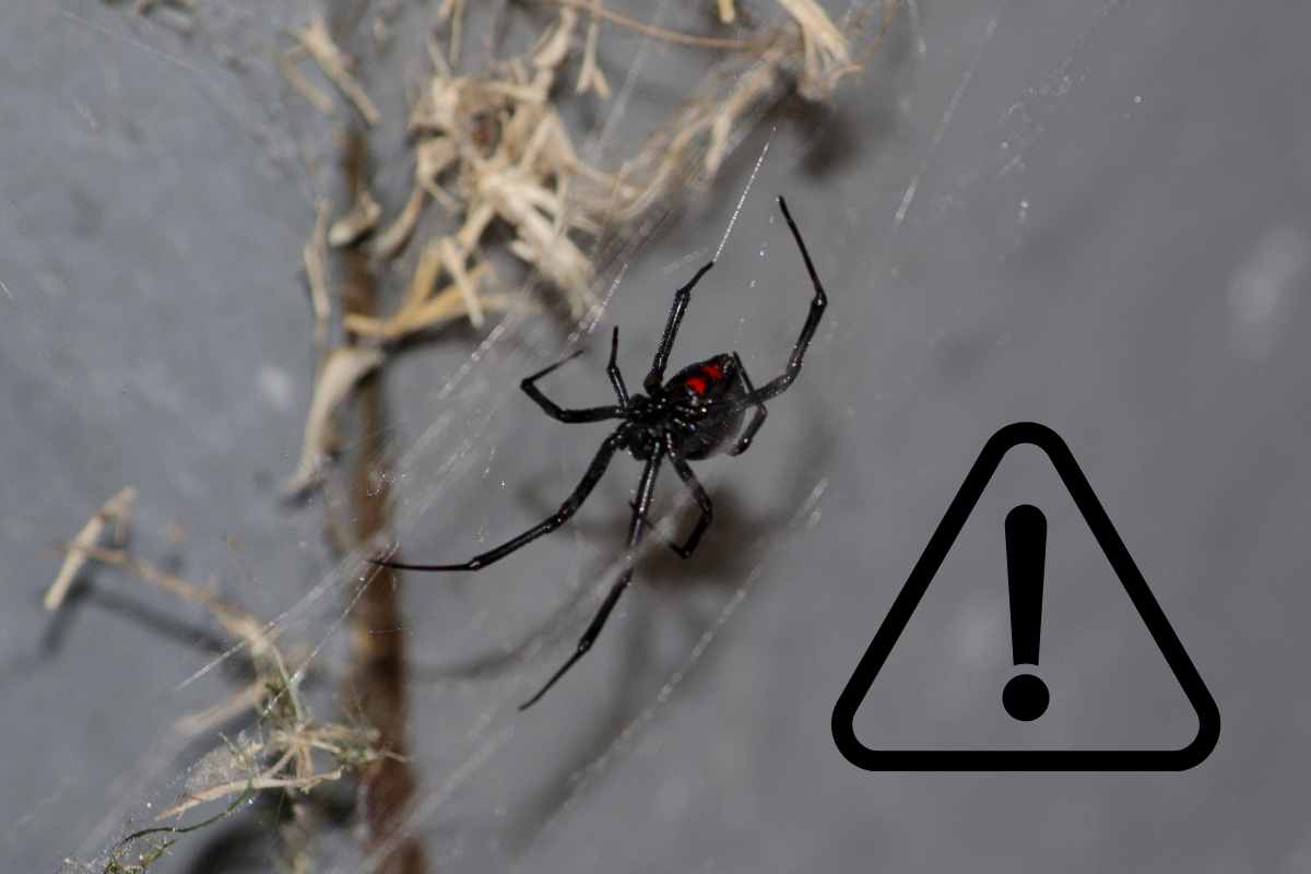 Allerta ragno vedova nera punti casa nascosto