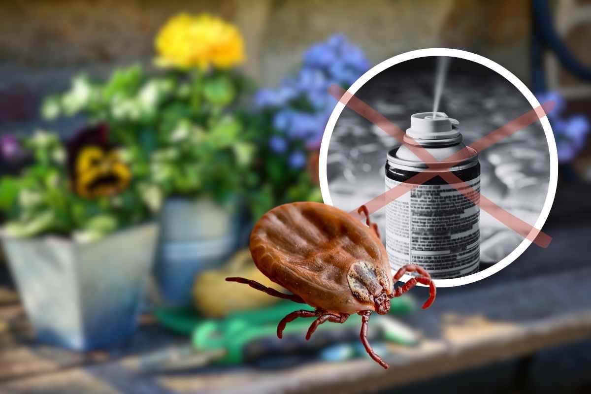 Come tenere lontane le zecche dal giardino