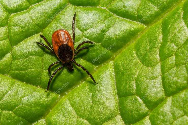 Come tenere lontane le zecche dal giardino