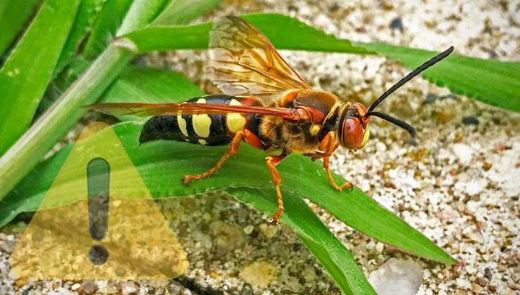 vespa killer riconoscerla e intervenire