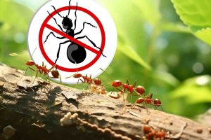 perché le formiche rosse sono pericolose