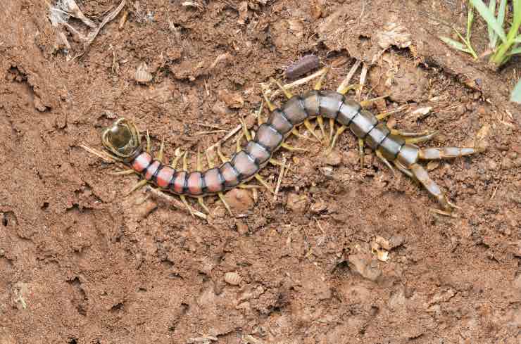 pericolo scolopendra animale velenoso