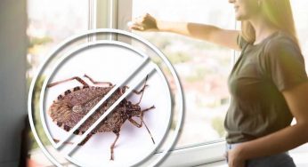 Apri le finestre e subito entrano le cimici? Ecco come cacciarle via e non farle più tornare